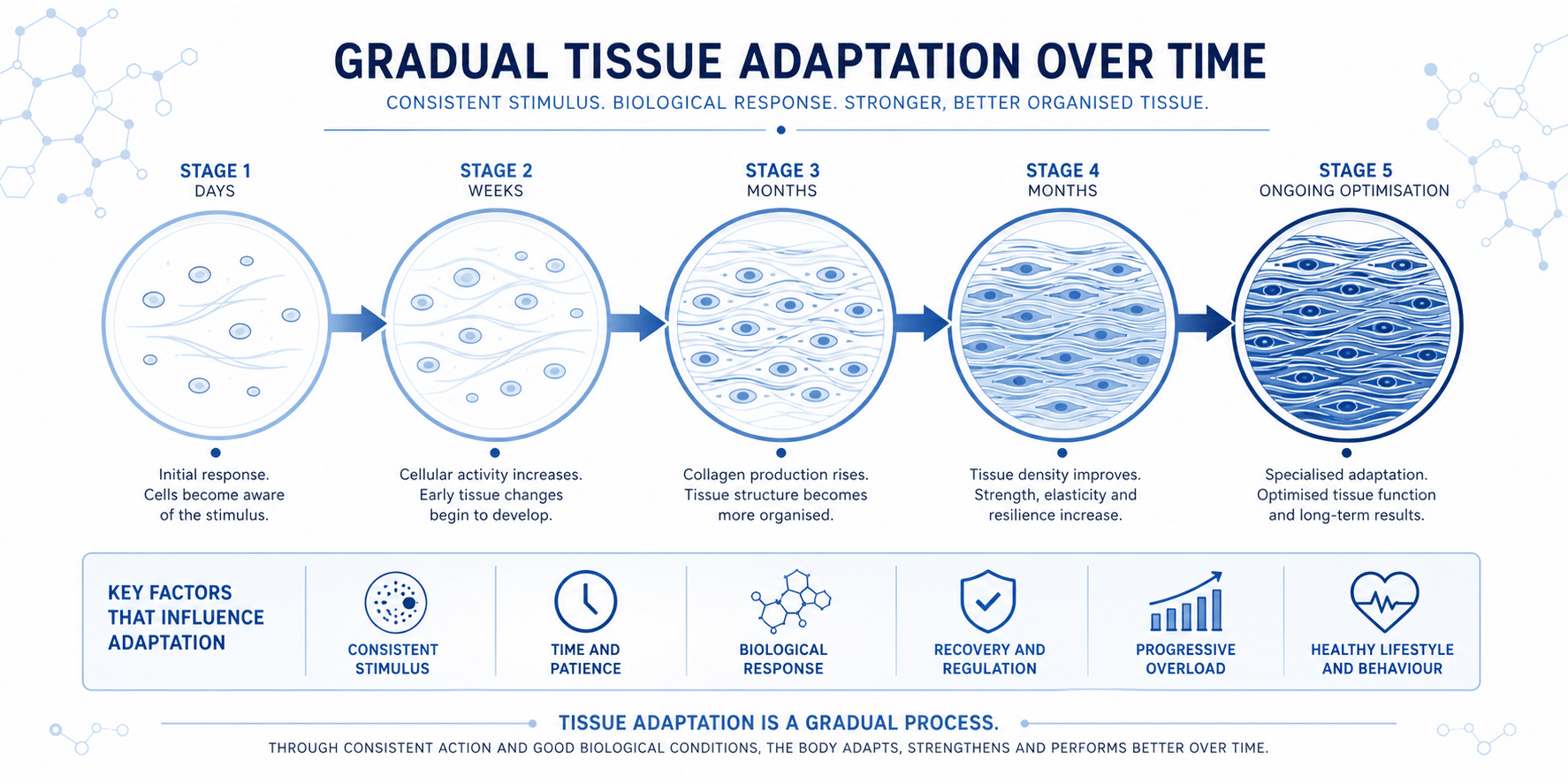Infographic showing tissue adapting over time in five stages, from initial response to ongoing optimisation.
